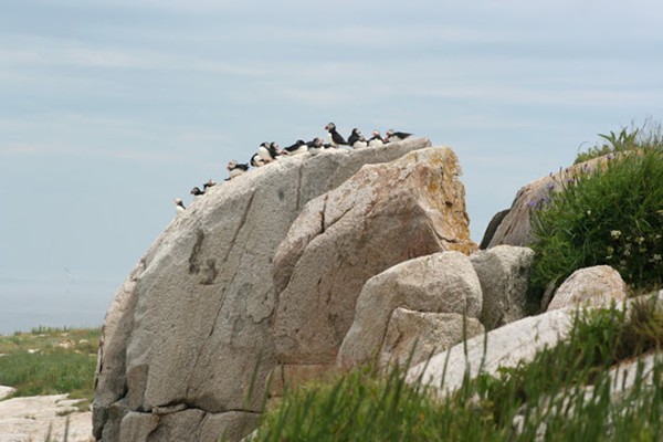 puffins01