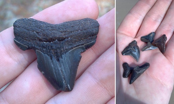 sharkteeth